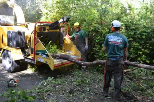 tree services Coral Gables